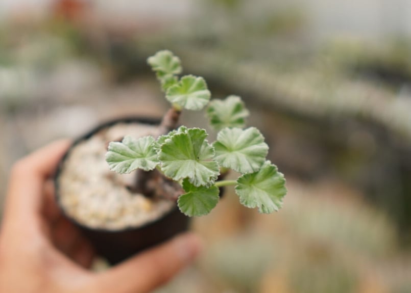 大株】ペラルゴニウム ミラビレ PM-01