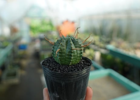 ユーフォルビア　スーパーバリダ　Euphorbia super valida  No.9