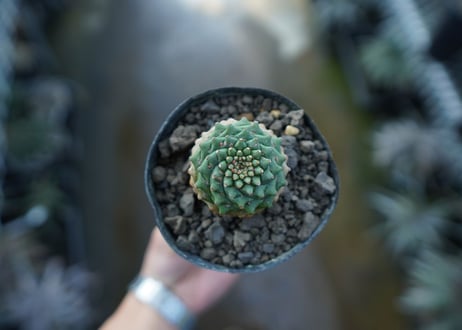 ユーフォルビア　オベサ×鉄甲丸　Euphorbia obesa×bupleurifolia
