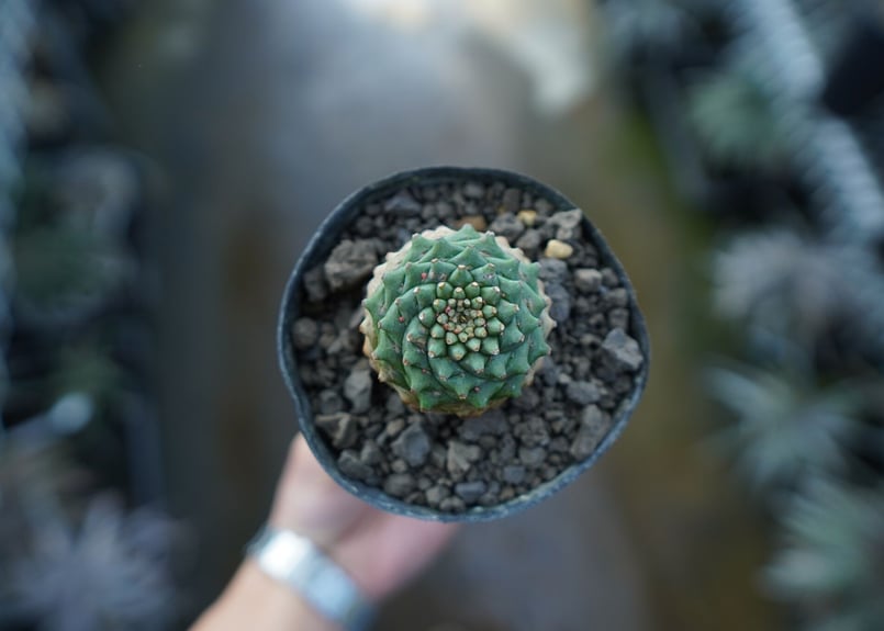 ユーフォルビア オベサ×鉄甲丸 Euphorbia obesa×bupleurifolia |