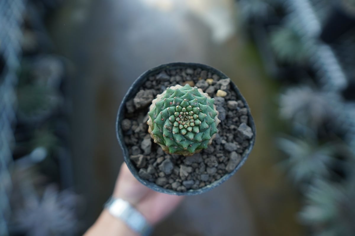 ユーフォルビア オベサ×鉄甲丸 Euphorbia obesa×bupleurifolia | ユーフォルビア オベサ×鉄甲丸 Euphorbia obesa×bupleurifolia |