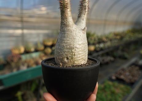 パキポディウム　グラキリス　 Pachypodium Gracilius  No.5