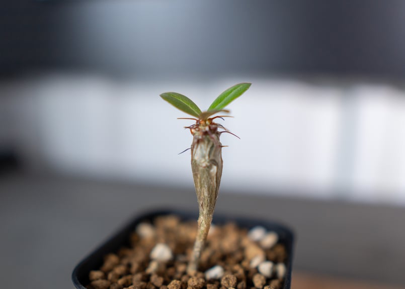 フォークイエリア オチョテレナエ 実生 Yahoo!オークション - フォークイエリア オチョテレナエ 実生苗 Fouqui