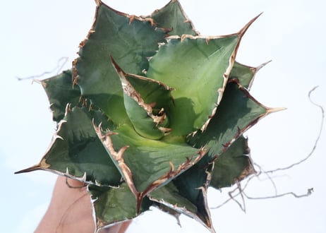 Agave titanota FO-76 compacta dwarf　№3