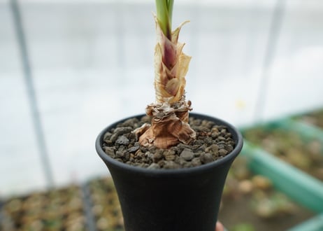 キルタンサス オブリクス Cyrtanthus obliquus