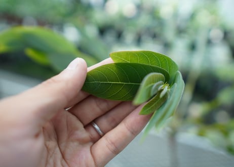 フィランサス　ミラビリス　Phyllanthus mirabilis