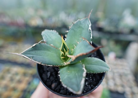 アガベ　チタノタ　FO-76　Agave titanota  FO-76　No.7