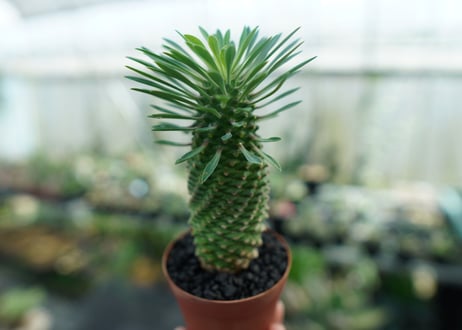 ユーフォルビア　ソテツキリン "パイナップルコーン"　Euphorbia sotetsukirin  No.1