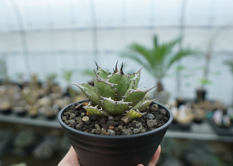 アガベ チタノタ FO-76 agave titanota FO-76 No.8 | man