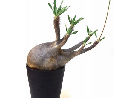 Pachypodium    パキポディウム　グラキリス   №２
