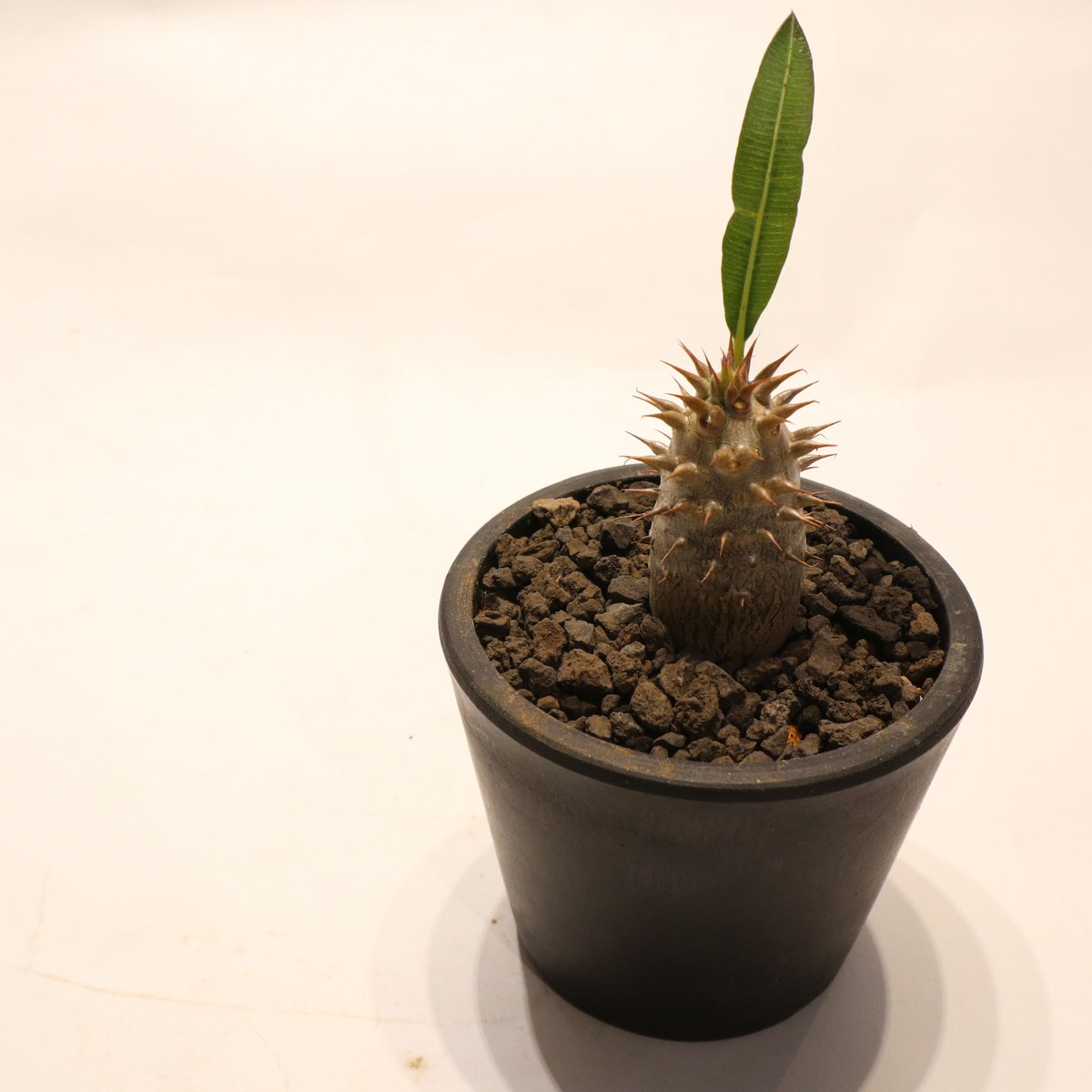 パキポディウム マカイエンセ 実生 | mana's farm:塊根植物・アガベ