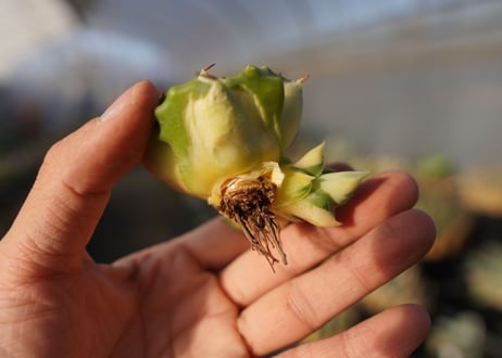 agave 王妃雷神黄中斑 NO.5