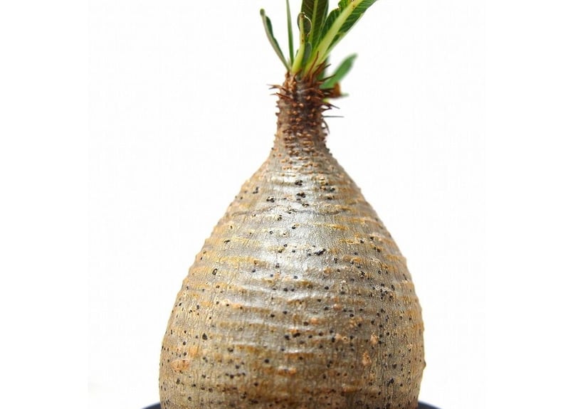 Pachypodium Gracilius パキポディウム グラキリス №7 little