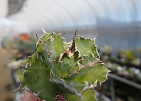 agave titanota ソーラーエクリプス　solareclipse　No.1
