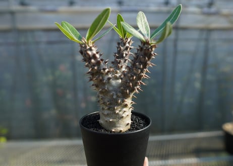 パキポディウム　デンシフローラム Pachypodium densiflorum   No.1