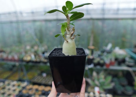 アデニウム　Adenium　No.2