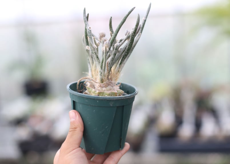 アストロフィツム カプトメデューサ | mana's farm:塊根植物・アガベ