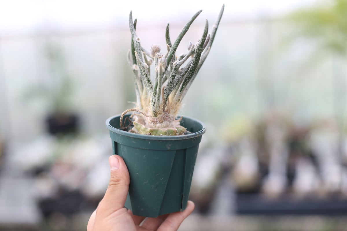 アストロフィツム カプトメデューサ | mana's farm:塊根植物・アガベ