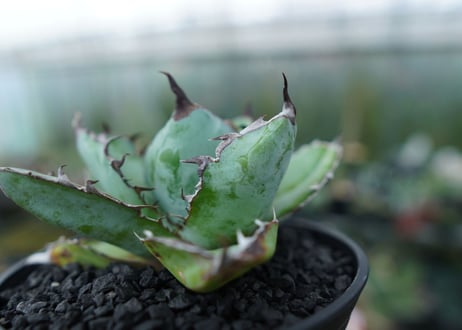 アガベ　チタノタ　 ブラックアンドブルー 　Agave titanota black and blue　No.2