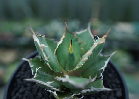 アガベ　チタノタ　FO-76　agave titanota  FO-76　No.4