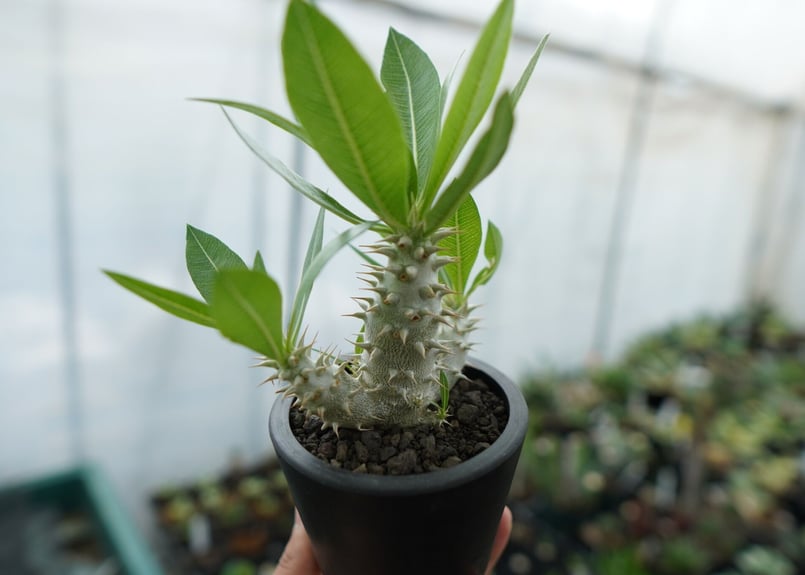 パキポディウム ホロンベンセ Pachypodium horombense No.13 |