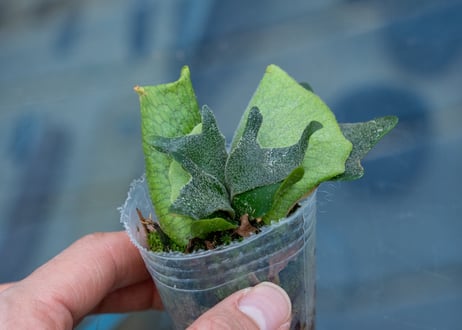 P. willinckii 'Bacteria' (spore)