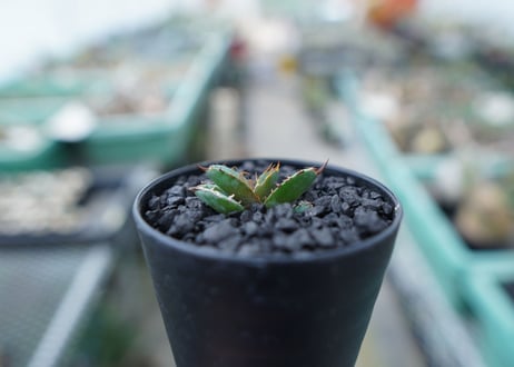 アガベ　チタノタ　 ブラックアンドブルー 　Agave titanota black and blue　No.15