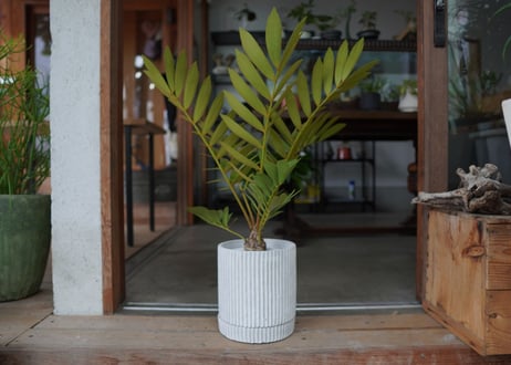 ザミア フロリダーナ　Zamia floridana
