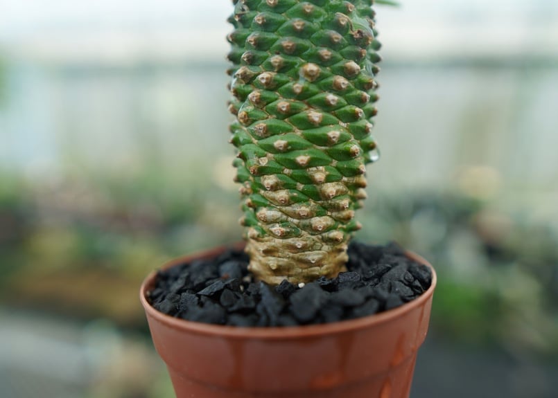 ユーフォルビア　ソテツキリン　パイナップルコーン群生　バランス◎鉢のまま発送 ユーフォルビア ソテツキリン パイナップルコーン群生 バランス