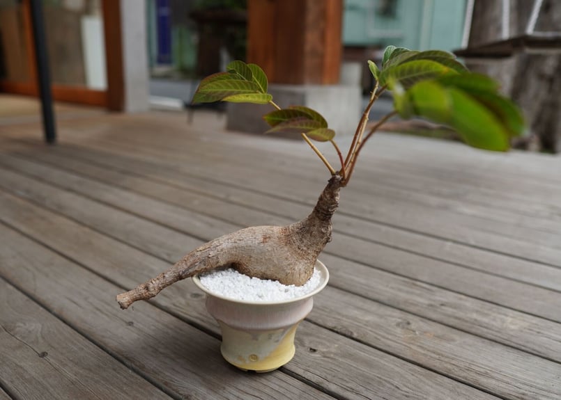 フィランサス ミラビリス Phyllanthus mirabilis | mana's far