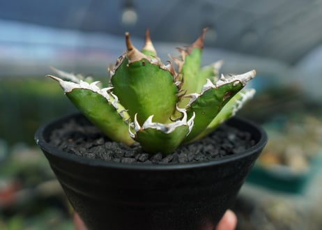 アガベ　チタノタ　レッドキャットウィーズル　Agave titanota Red catweezle　No.3