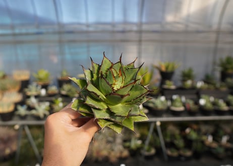 agave titanota 剣竜　No.12