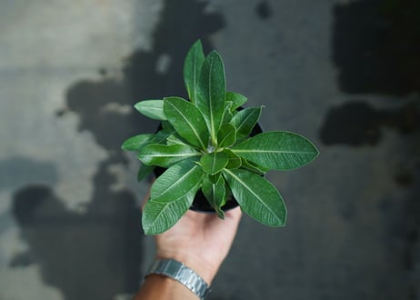 パキポディウム　恵比寿大黒　Pachypodium Densicaule　No.6