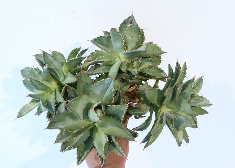 Agave titanota 'Filigree' montrose dwarf | mana