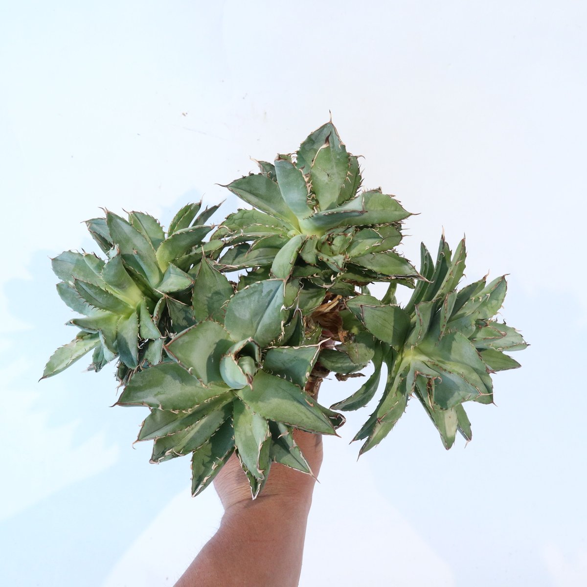 Agave titanota 'Filigree' montrose dwarf | mana