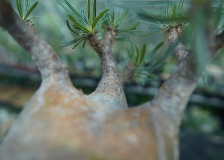 パキポディウム　グラキリス　 Pachypodium Gracilius  No.4