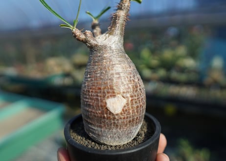 パキポディウム　グラキリス　 Pachypodium Gracilius  No.9