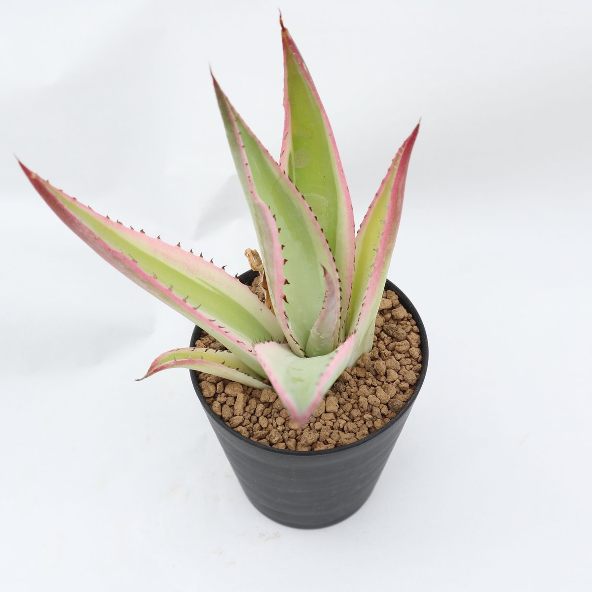 アガベテキラーナ錦 アガベ グイエンゴーラ錦 | mana's farm:塊根植物・アガベ・ドライ