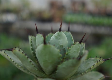 agave Potatorum×Macroacantha　”八荒雷神”　№7