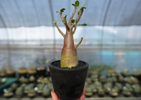 アデニウム　Adenium　No.18