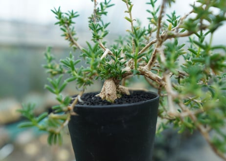 トリコディアデマ　SP　Trichodiadema densum  SP