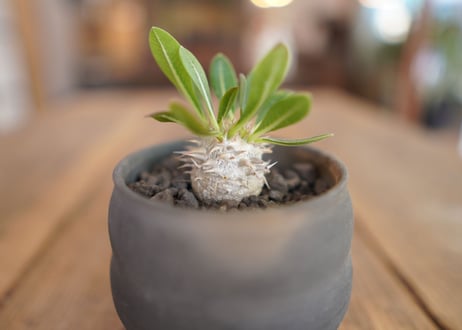 恵比寿大黒 Pachypodium Densicaule