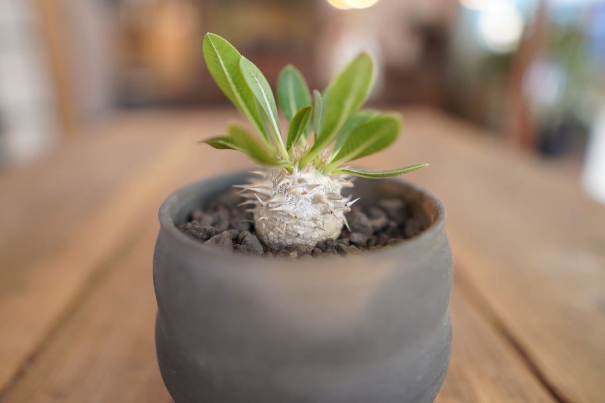 Pachypodium brevicaule xdensiflorum恵比寿大黑 (Pachypodium Pachypodium brevicaule xdensiflorum恵比寿大黑 (Pachypodium