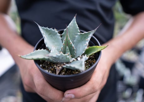 Agave parrasana
