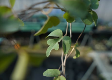 アデニア　イサロエンシス　Adenia isaloensis