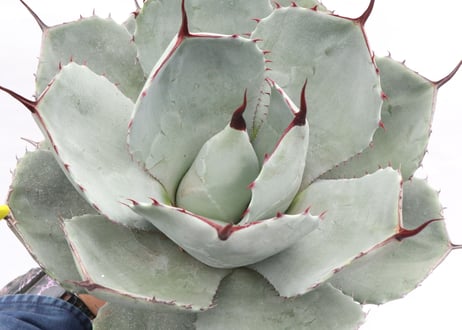 Agave parryi var truncata Huntington  №1