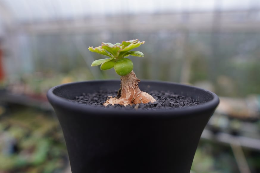 オントナ アルブスクラ 灌木 塊根植物 冬型 現地球 インドアジャングル