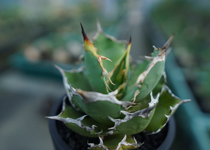 アガベ チタノタ FO-76 agave titanota FO-76 No.3 | man