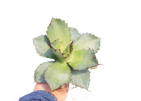Agave Black and Blue  no.2