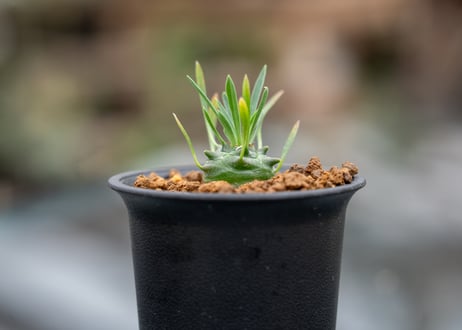 ユーフォルビア オベサ鉄甲